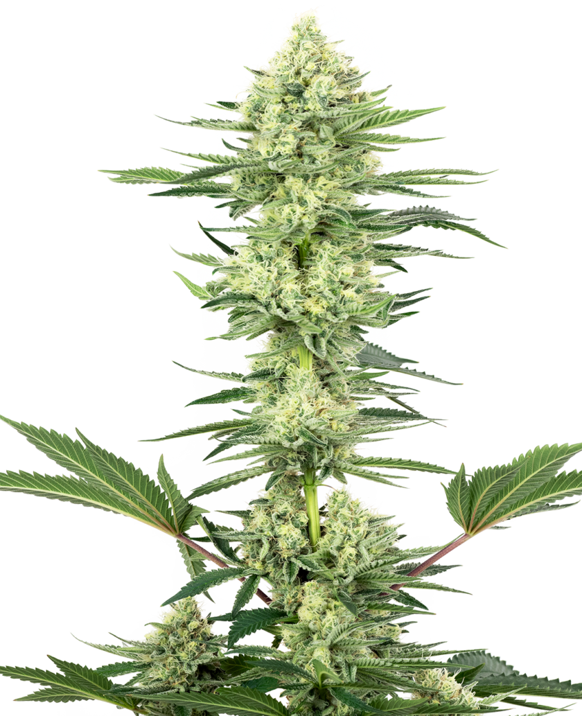 White Gorilla Haze Feminized